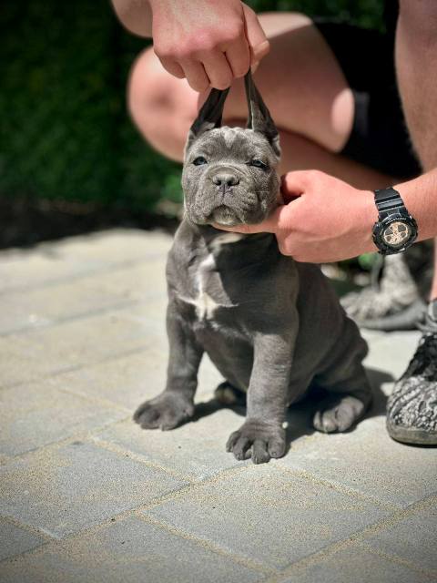 Cane Corso puppies of both sexes