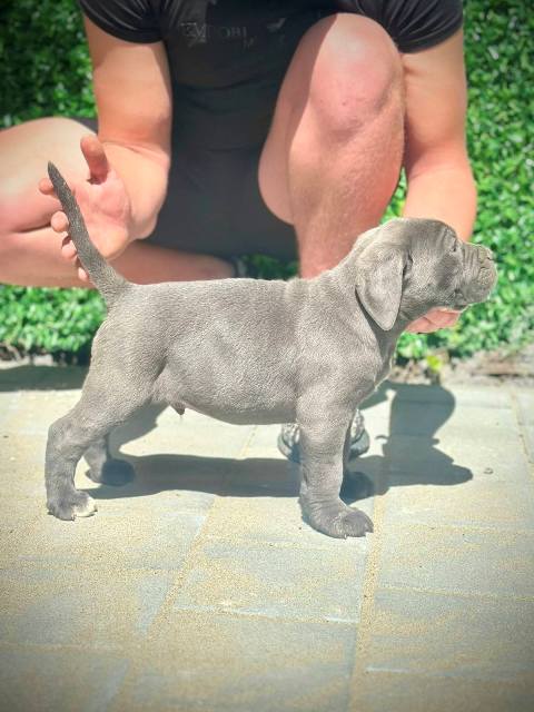 Cane Corso puppies of both sexes