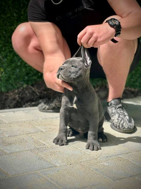 Cane Corso puppies of both sexes