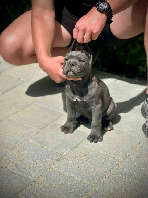 Cane Corso puppies of both sexes