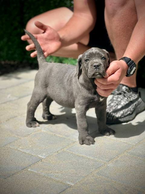 Cane Corso puppies of both sexes