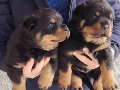 Rottweiler male puppies