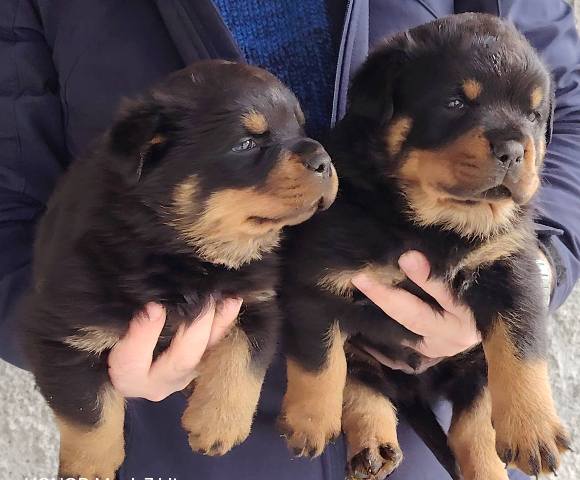 Rottweiler male puppies
