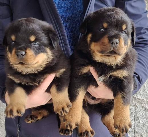 Rottweiler male puppies