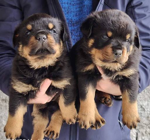 Rottweiler male puppies