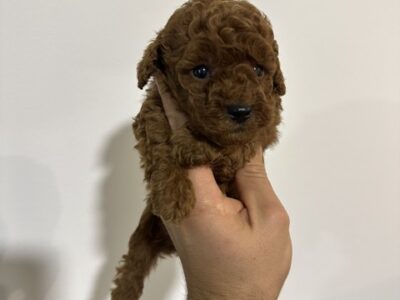 Red and apricot toy poodles