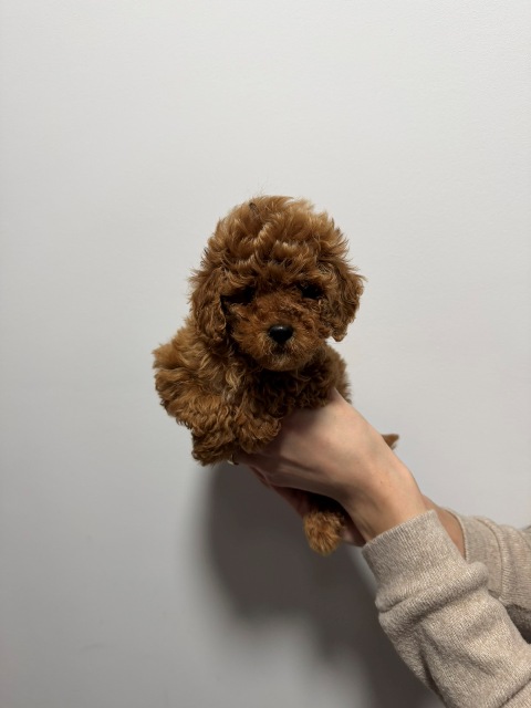 Red and apricot toy poodles