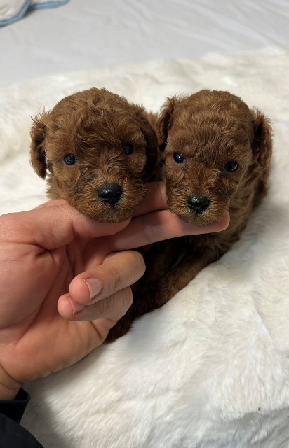 Red and apricot toy poodles
