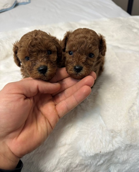 Red and apricot toy poodles
