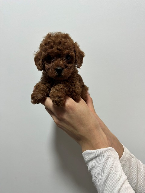 Red and apricot toy poodles