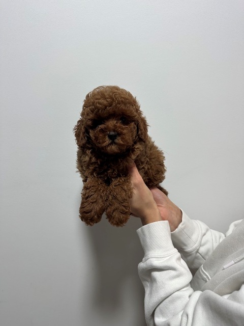 Red and apricot toy poodles