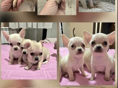 EXTRA mini chihuahua puppies