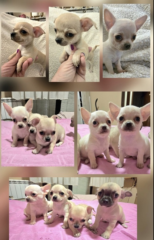 EXTRA mini chihuahua puppies