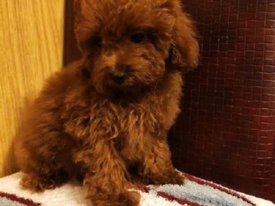 Red toy poodle, beautiful puppies