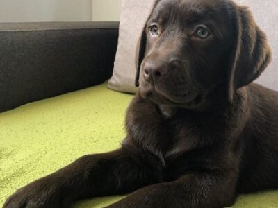 Chocolate Labrador Retriever Puppies
