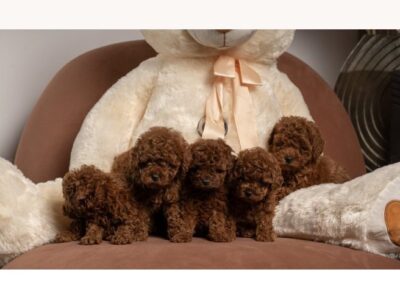 Red dwarf and toy poodles