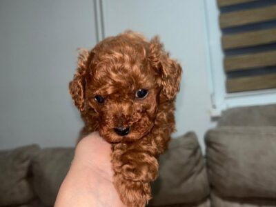 Toy poodles