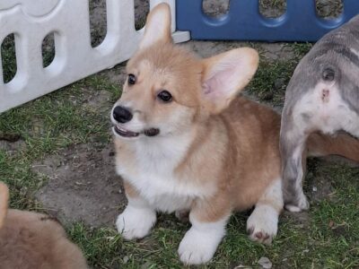 Welsh Pembroke Corgi