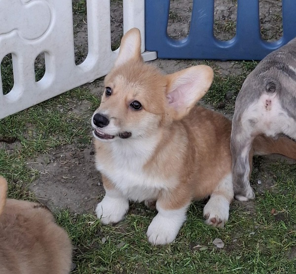 Welsh Pembroke Corgi