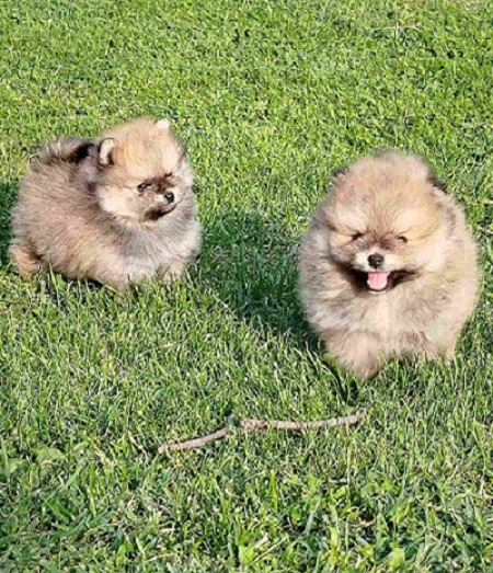 Beautiful Bo bears