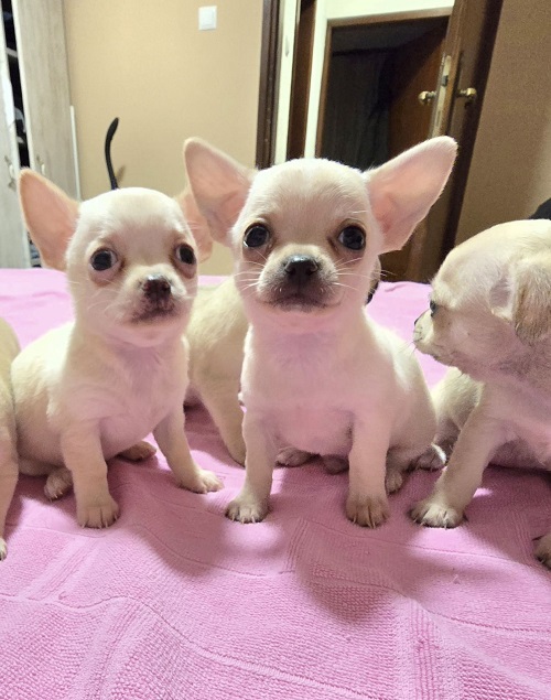 EXTRA mini chihuahua puppies