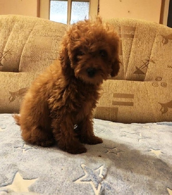 Red toy poodle, beautiful puppies