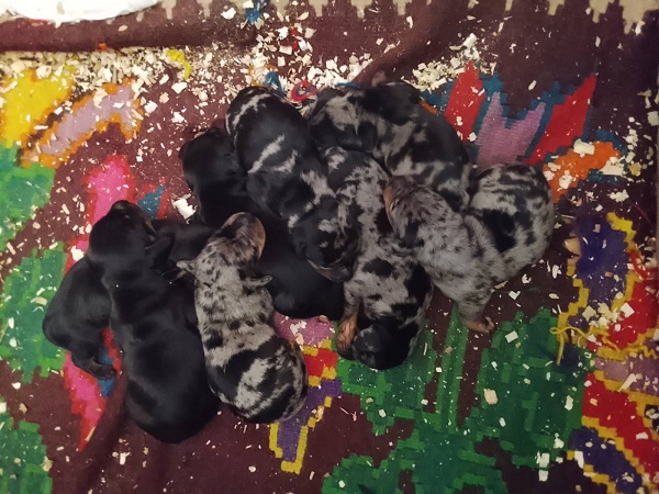 DACHSHUND Puppies
