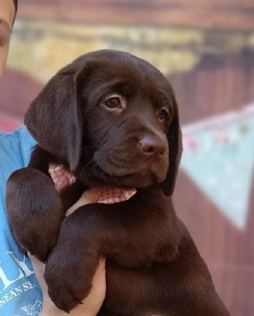 Chocolate Labrador Retriever Puppies