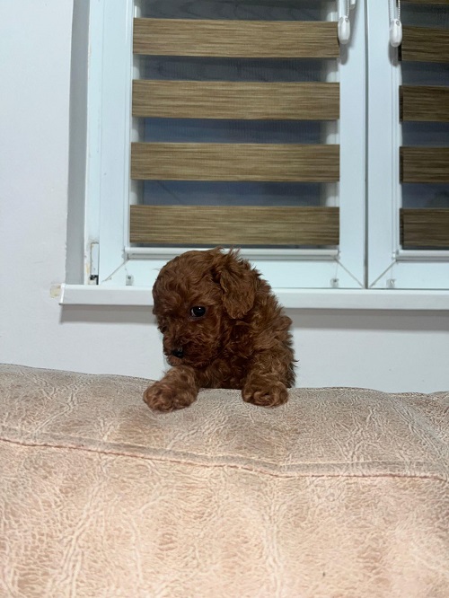Toy poodles