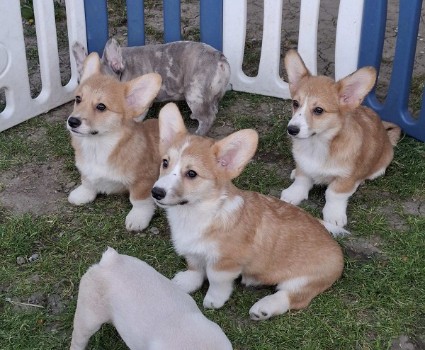 Welsh Pembroke Corgi