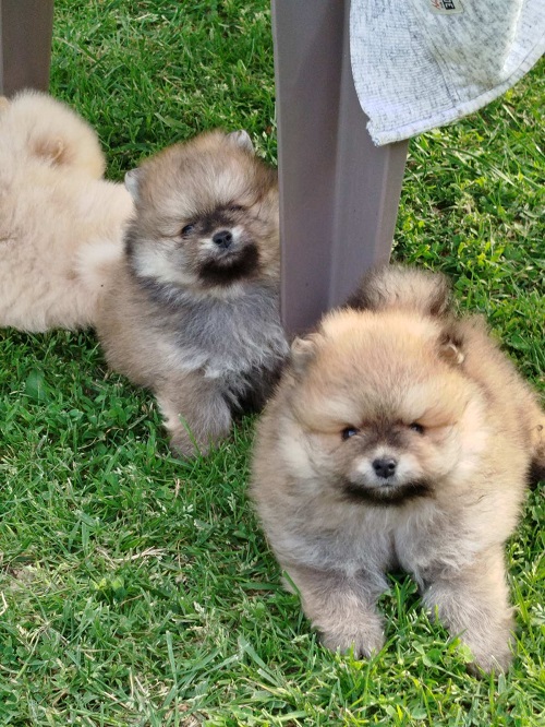 Beautiful Bo bears