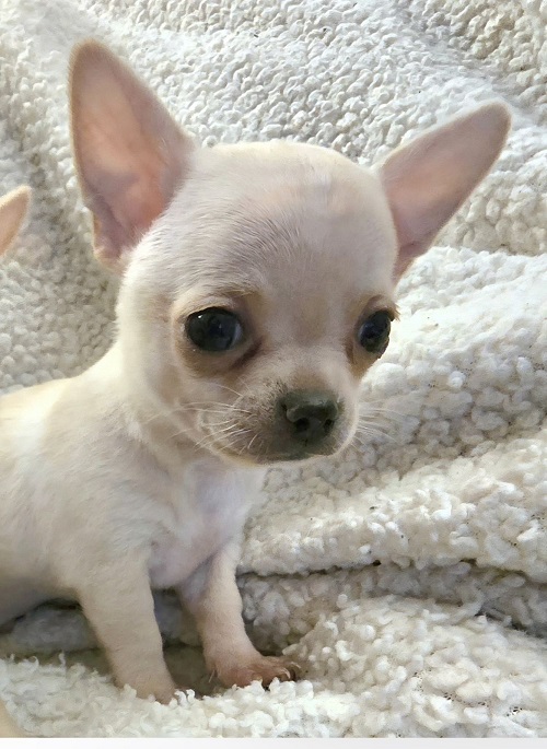 EXTRA mini chihuahua puppies