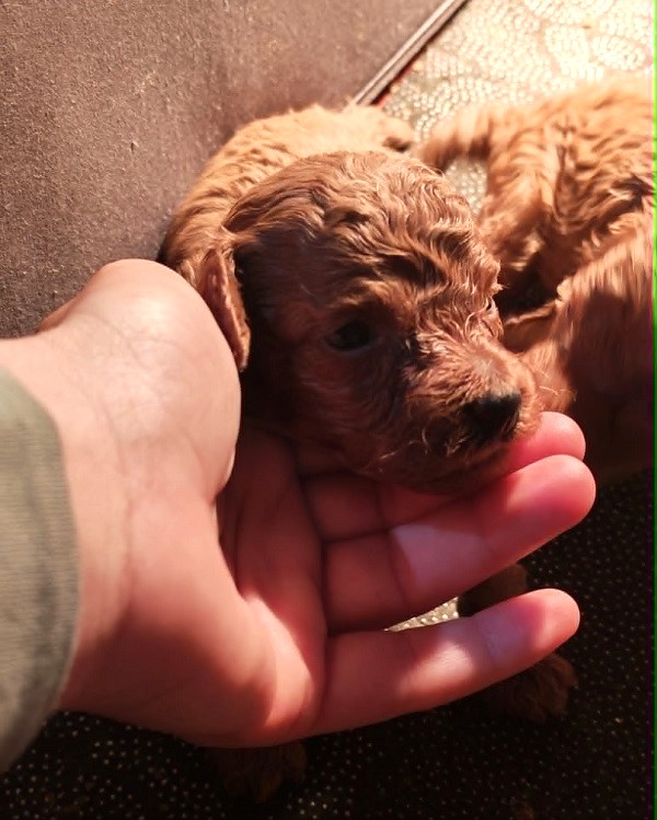 Red toy poodle, beautiful puppies
