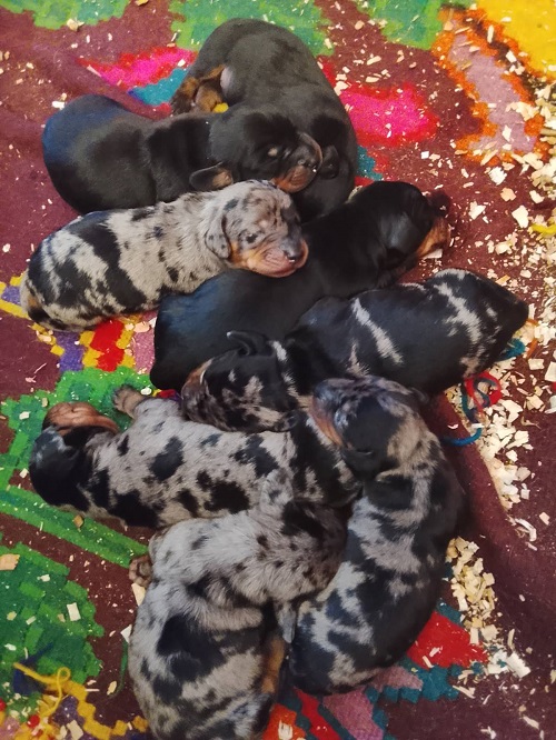 DACHSHUND Puppies