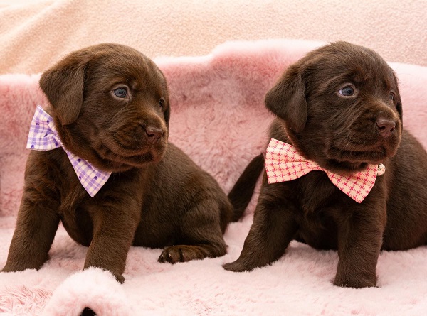 Chocolate Labrador Retriever Puppies