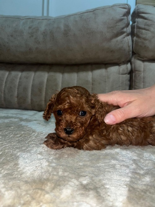 Toy poodles