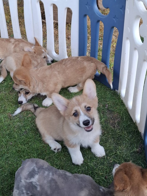 Welsh Pembroke Corgi