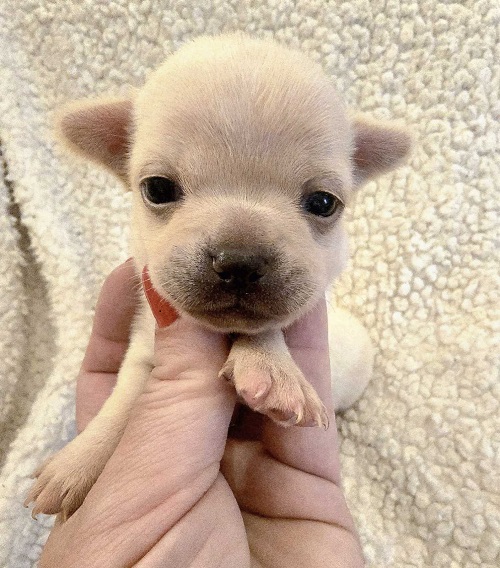EXTRA mini chihuahua puppies