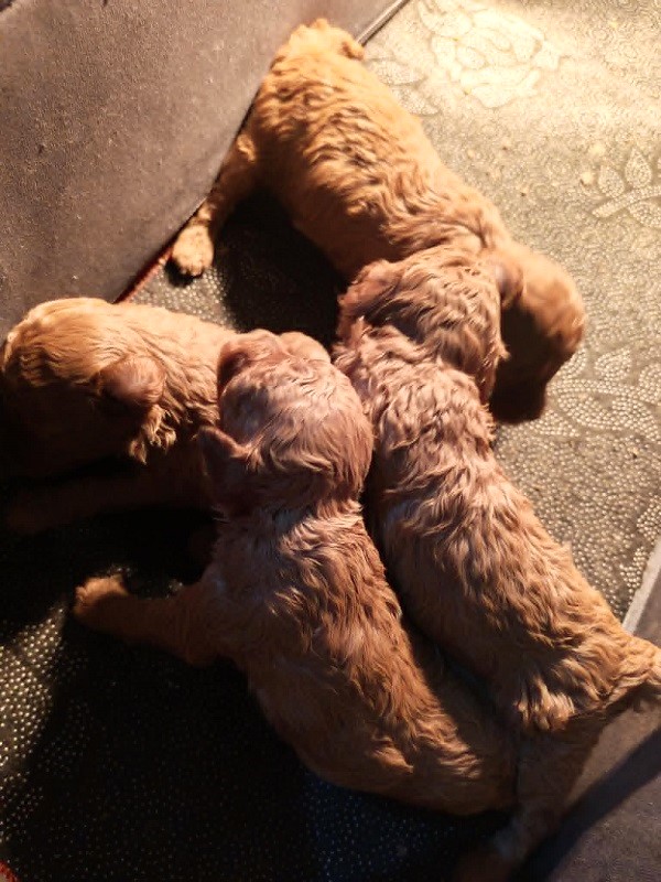 Red toy poodle, beautiful puppies