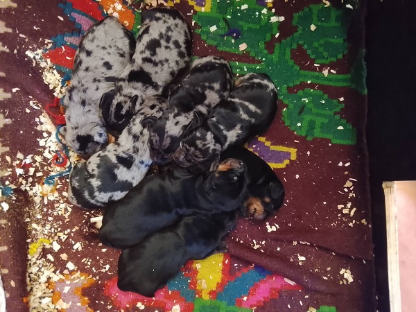 DACHSHUND Puppies