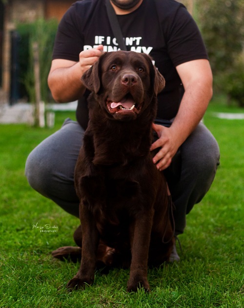 Chocolate Labrador Retriever Puppies