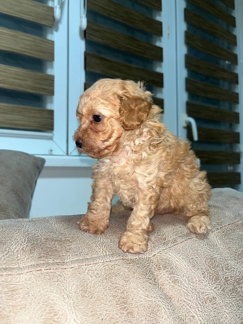 Toy poodles