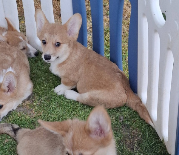 Welsh Pembroke Corgi