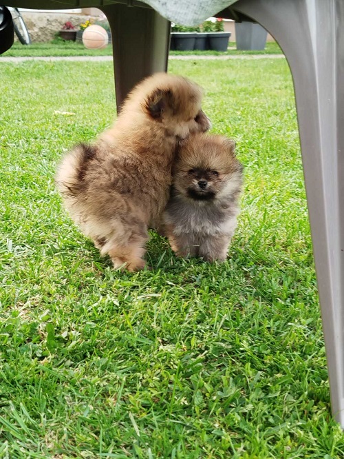 Beautiful Bo bears