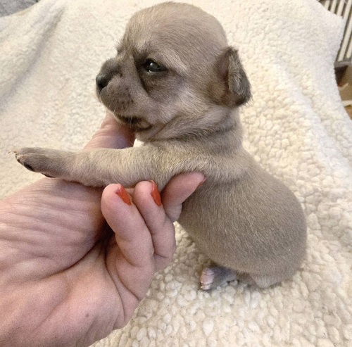EXTRA mini chihuahua puppies