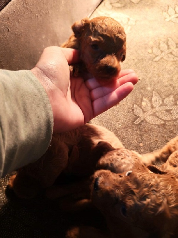 Red toy poodle, beautiful puppies