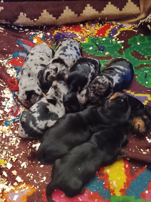 DACHSHUND Puppies