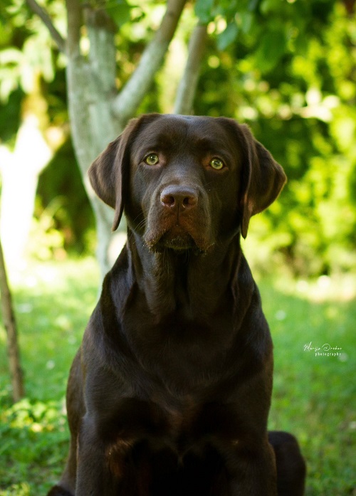 Chocolate Labrador Retriever Puppies
