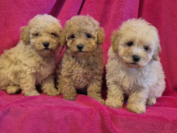 Mini maltipoo
