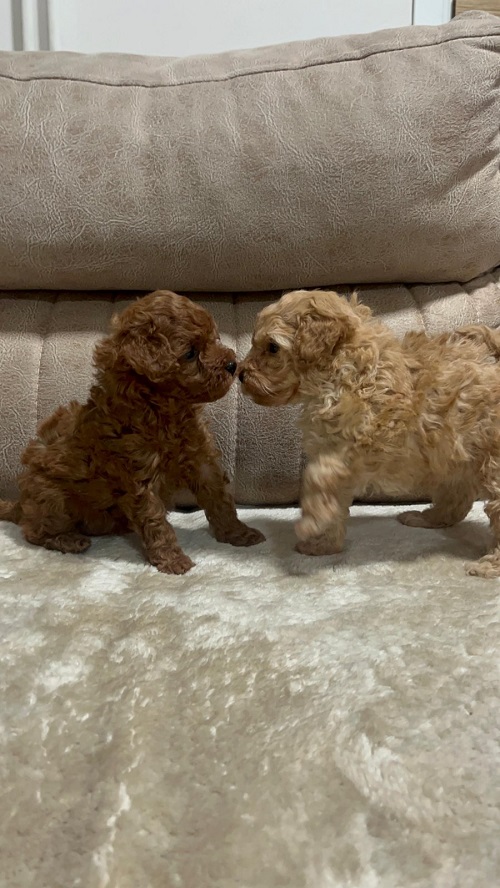 Toy poodles